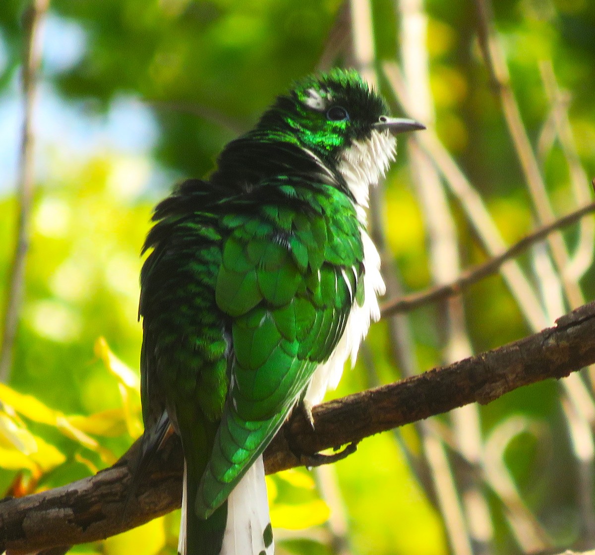 Klaas's Cuckoo - ML622506181
