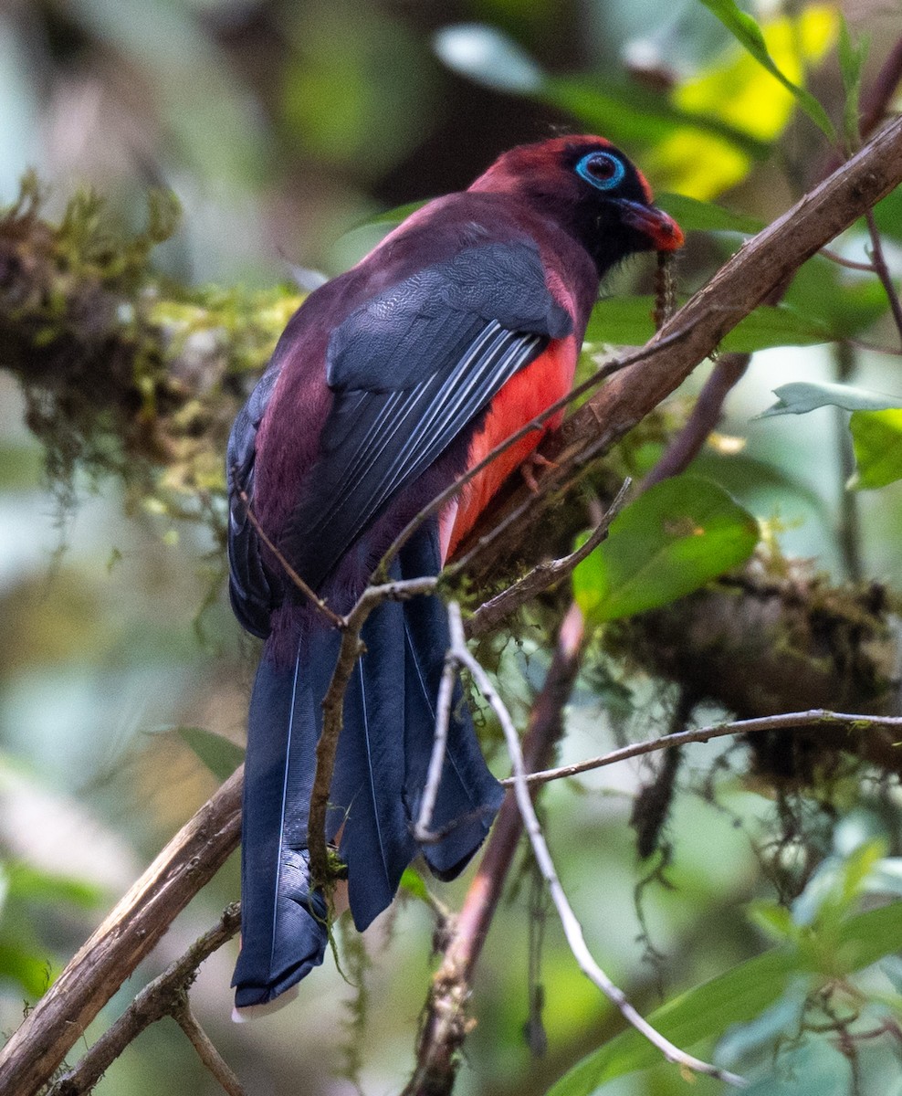 Ward's Trogon - ML622506212