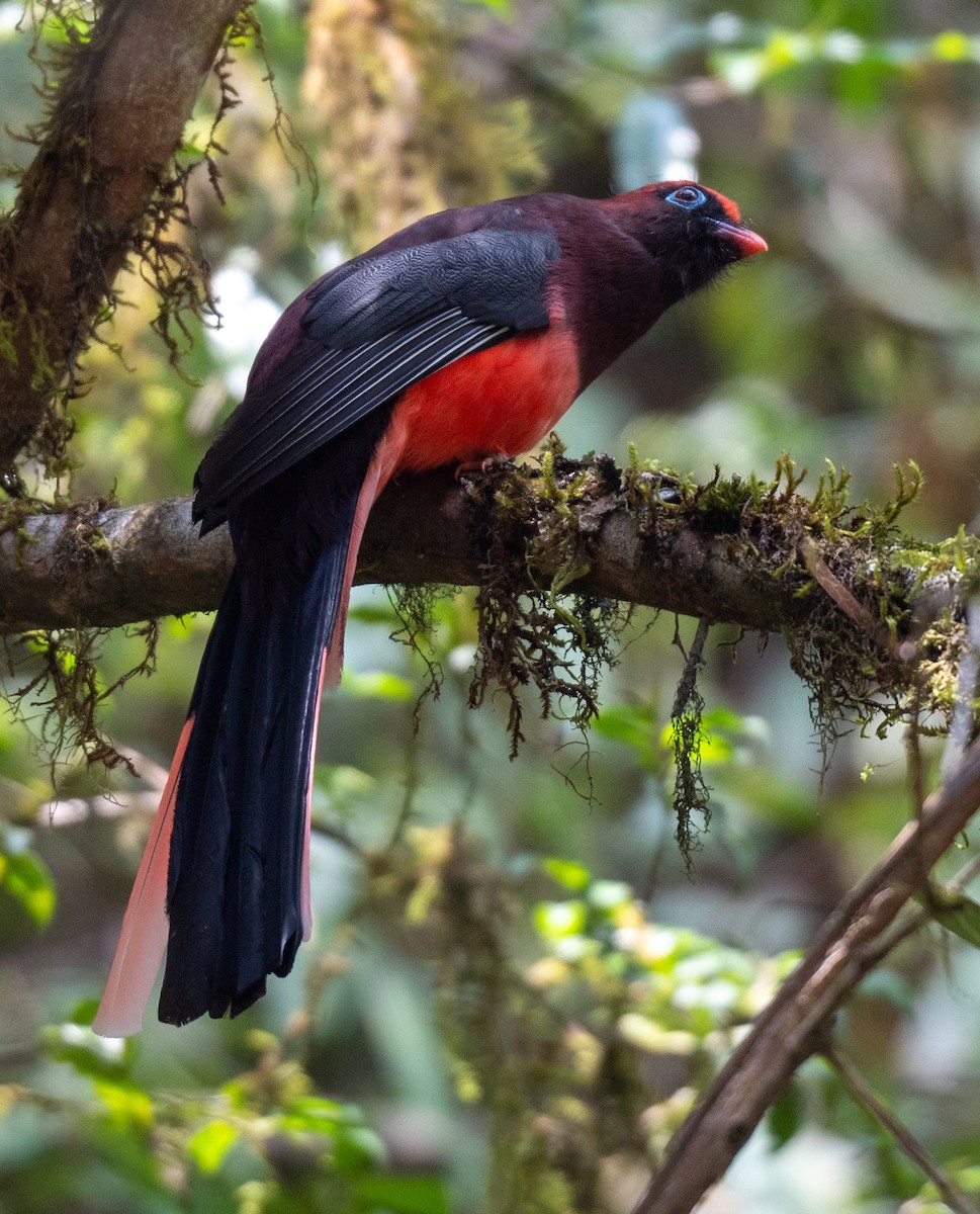 Ward's Trogon - ML622506213