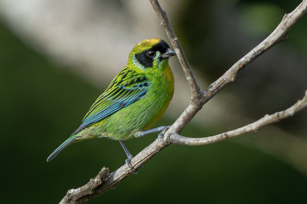 Green-and-gold Tanager - ML622506243