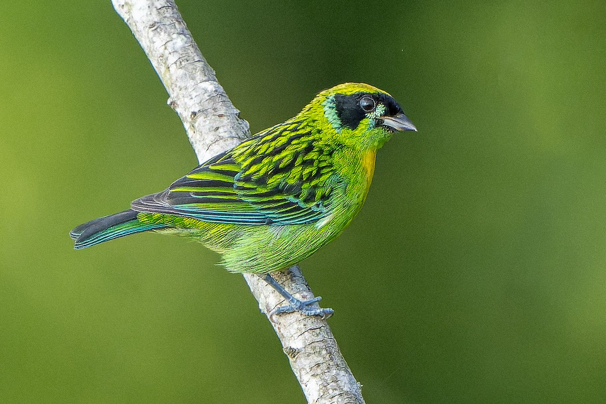 Green-and-gold Tanager - ML622506244