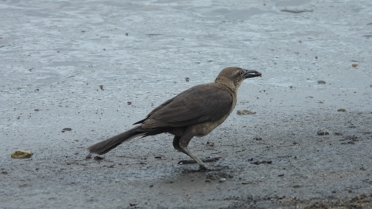 Great-tailed Grackle - @ CanRifàFont