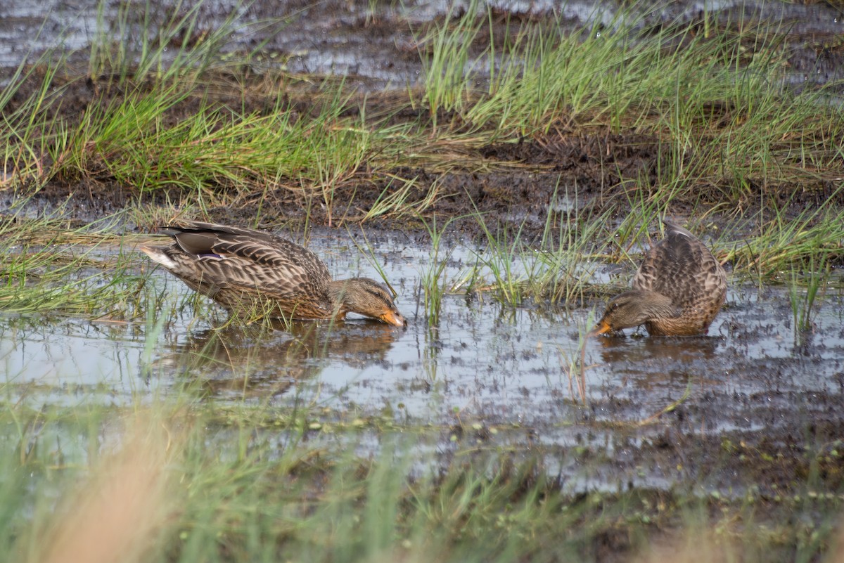 Mallard - ML622506392