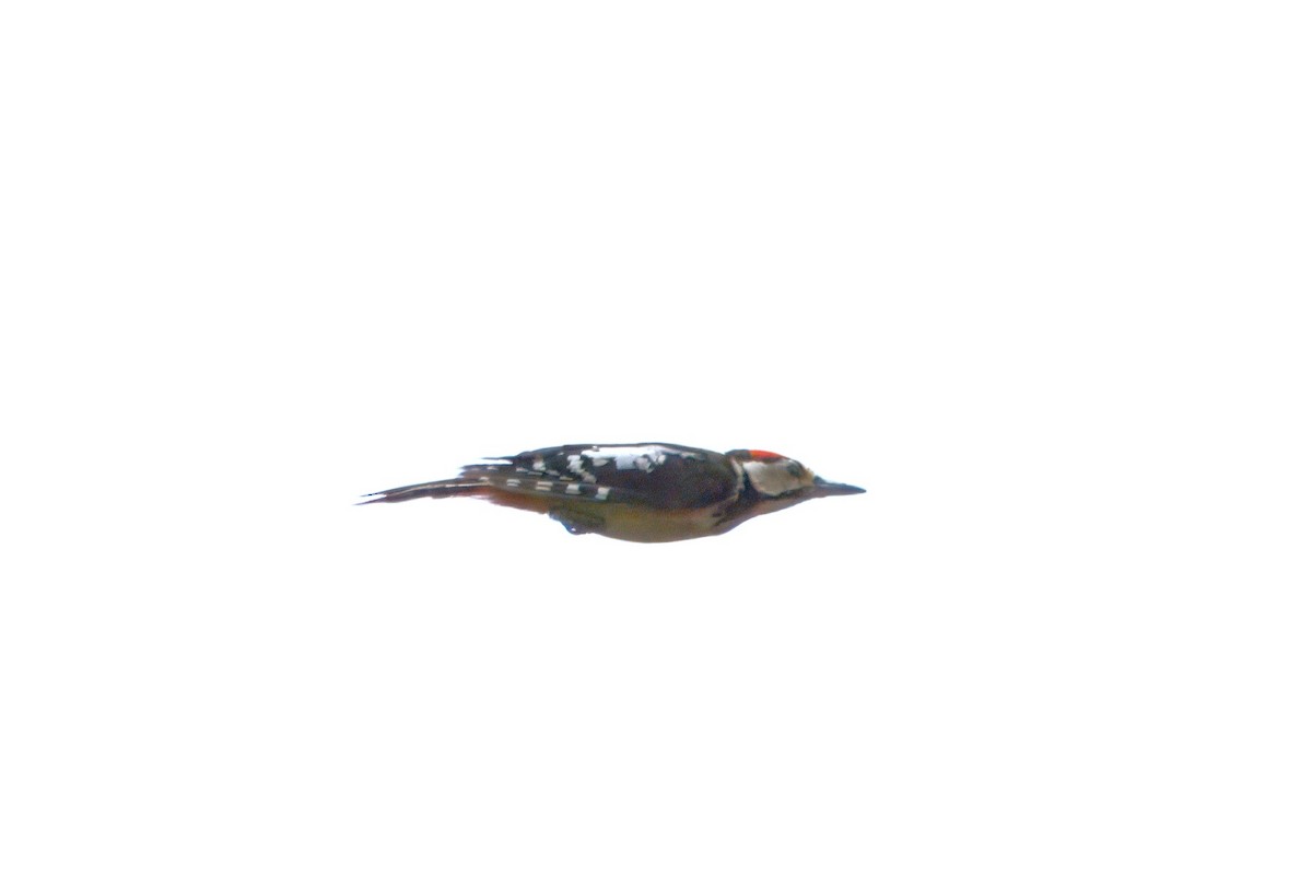 Great Spotted Woodpecker - ML622506396