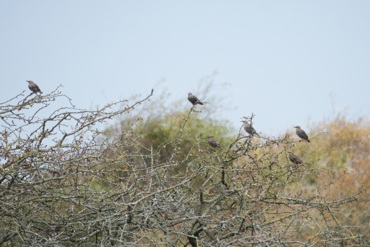 European Starling - ML622506409