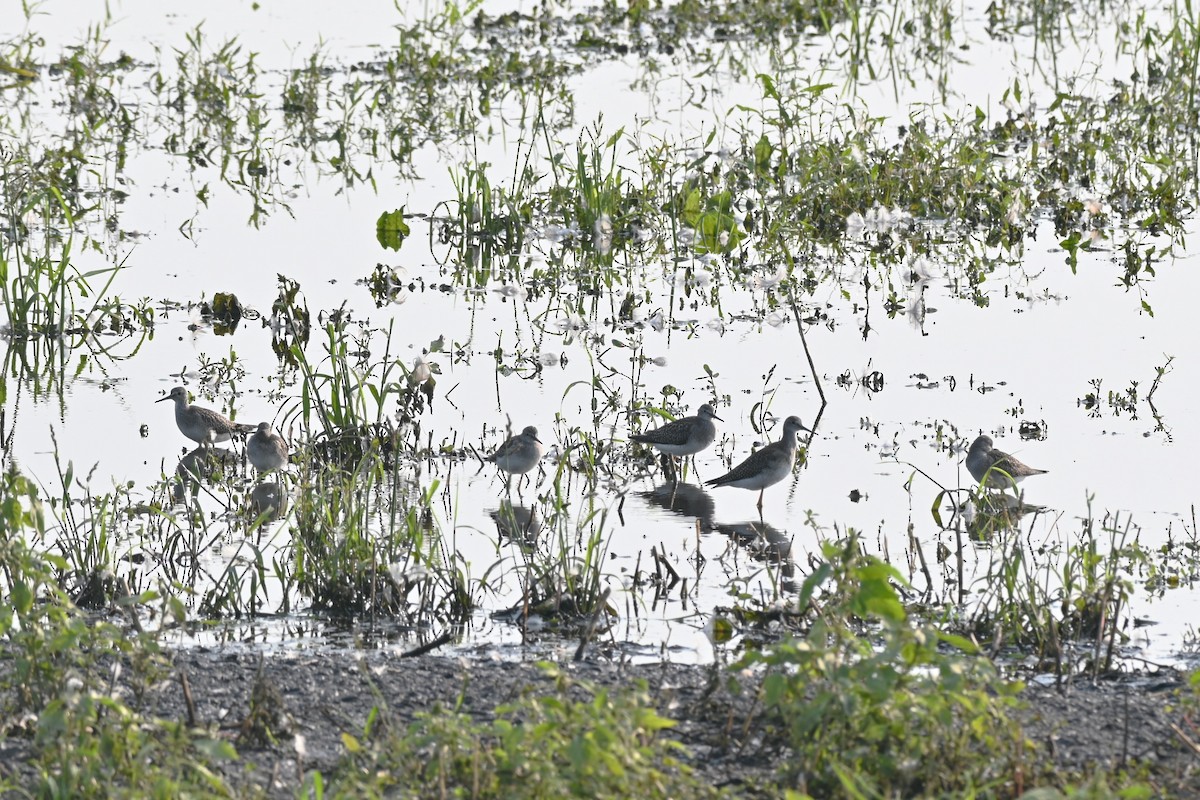 Lesser Yellowlegs - Brad Rogers