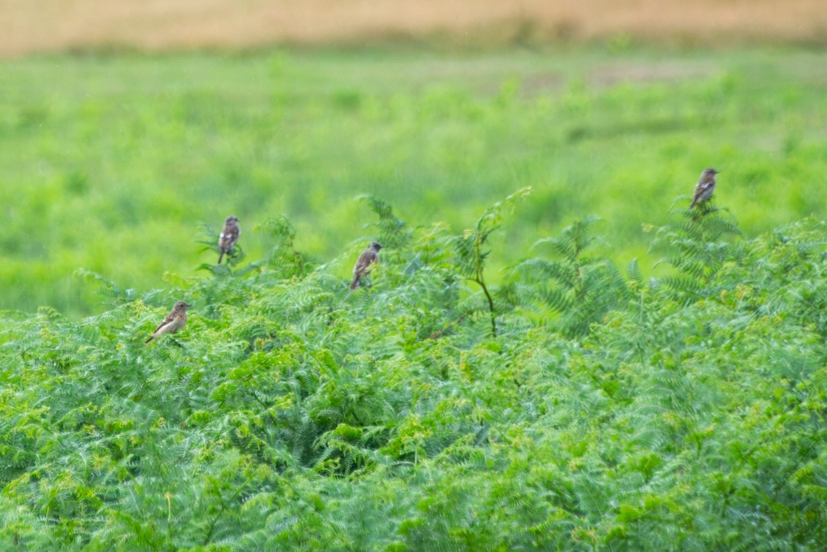 European Stonechat - ML622506414