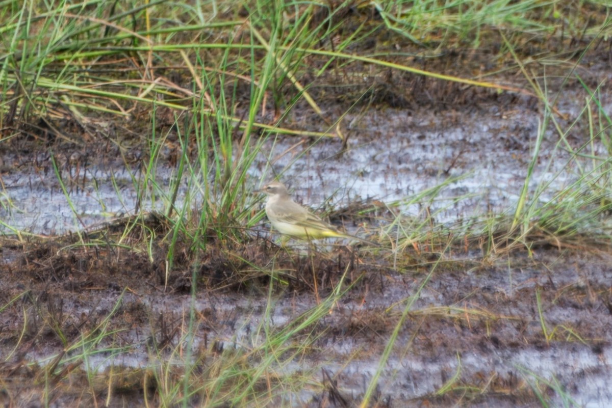 Western Yellow Wagtail - ML622506417