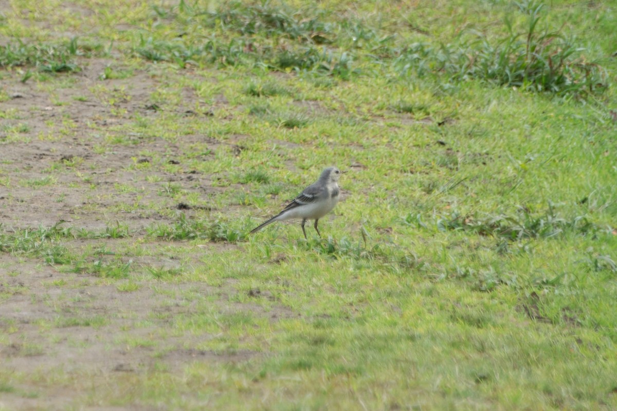 White Wagtail - ML622506419