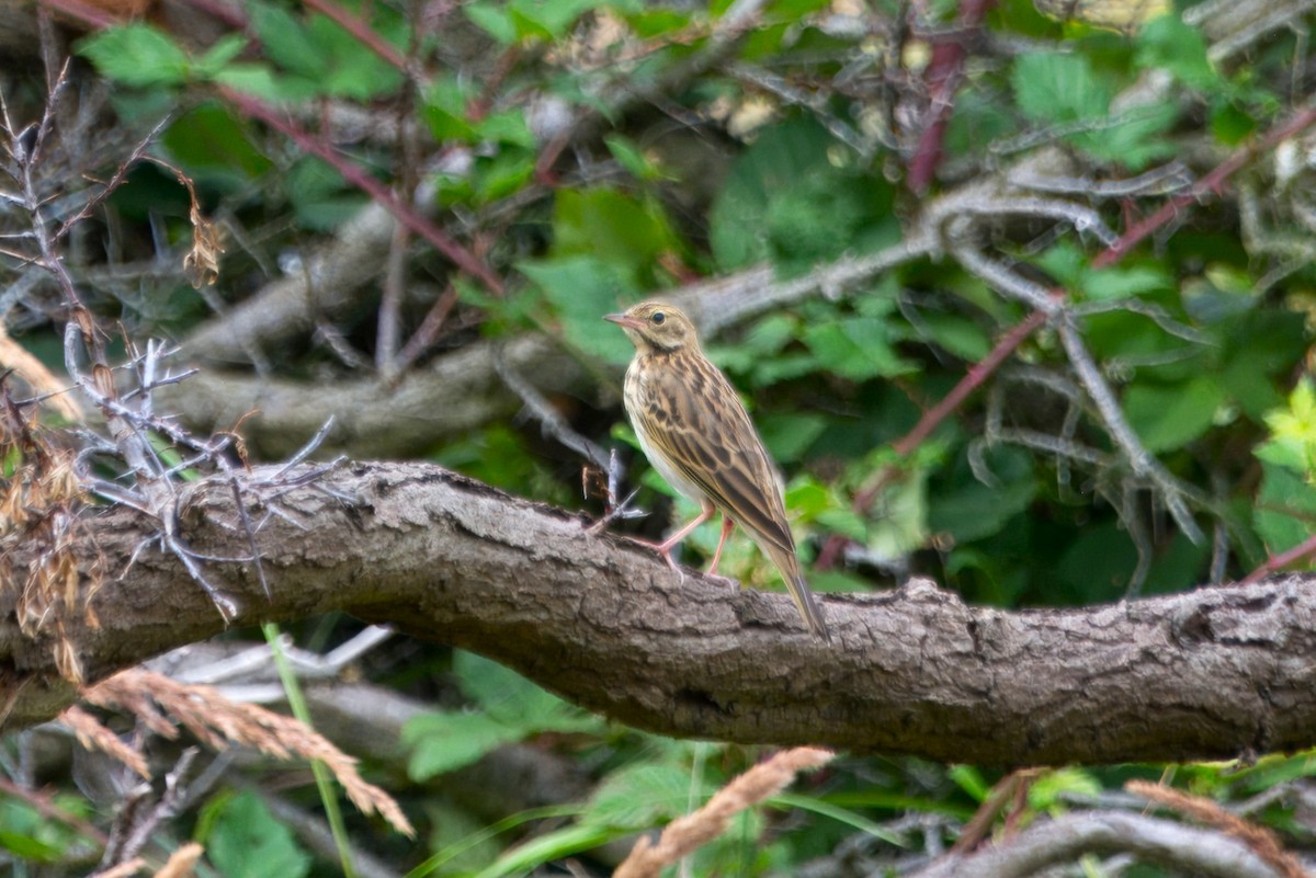 Tree Pipit - ML622506420