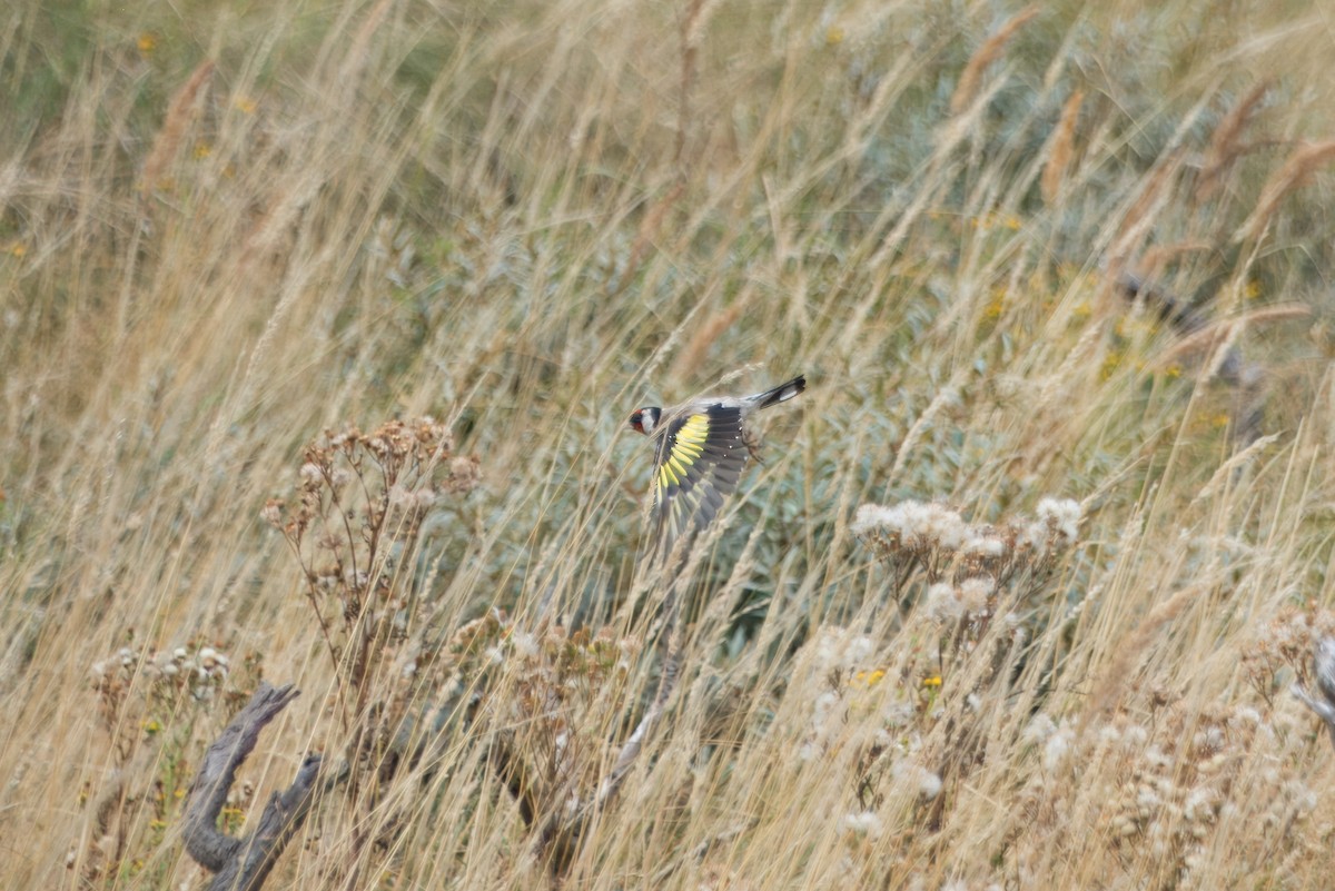 European Goldfinch - ML622506425