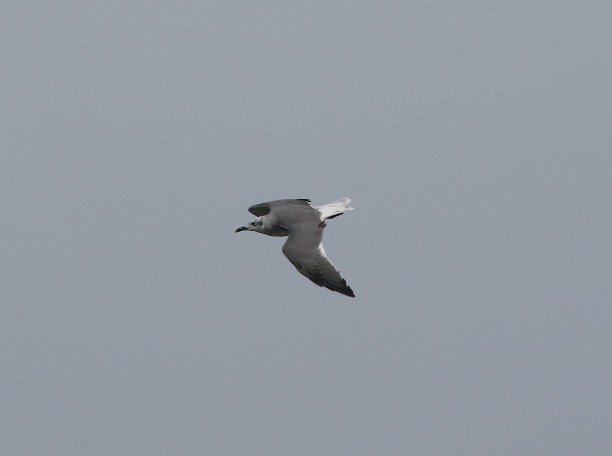 Laughing Gull - ML622506430