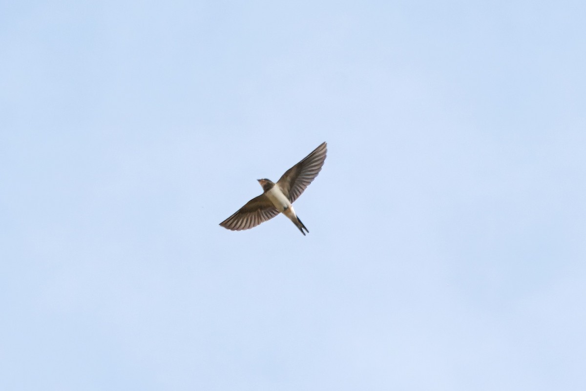 Barn Swallow - ML622506431