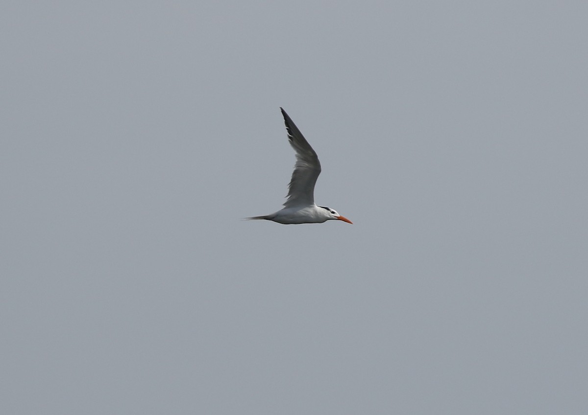 Royal Tern - ML622506455