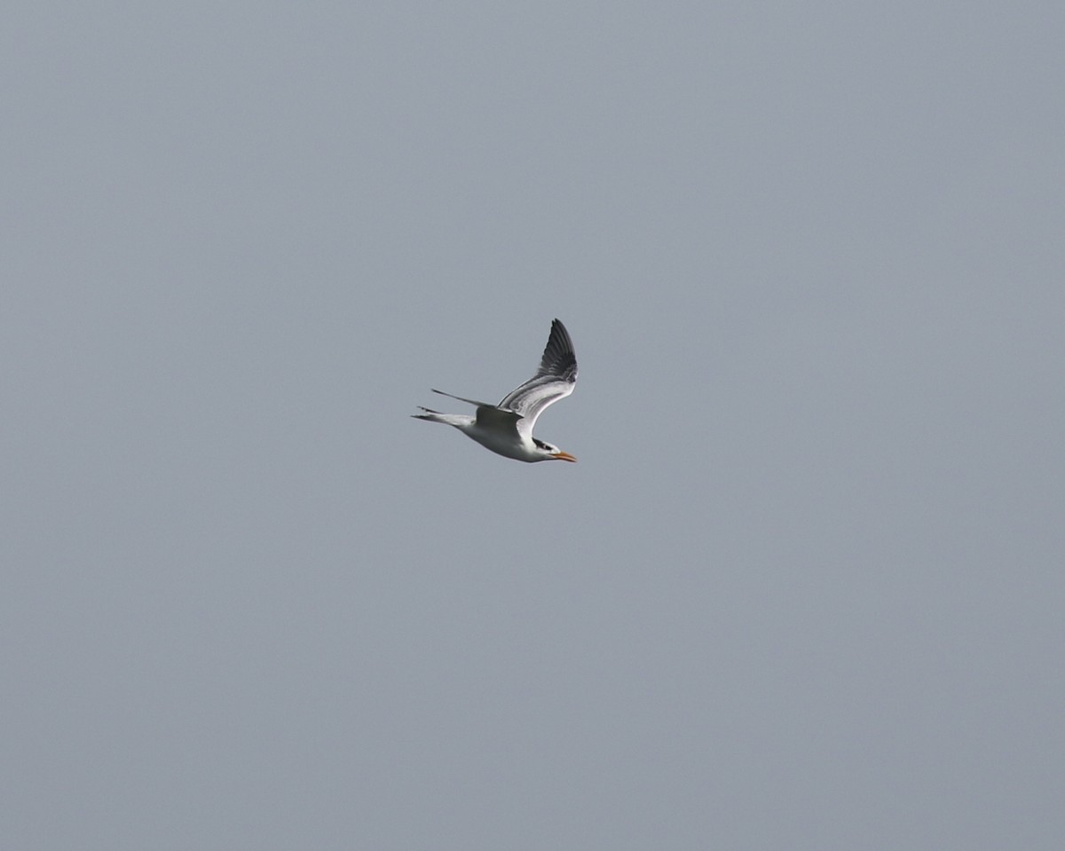 Royal Tern - ML622506476