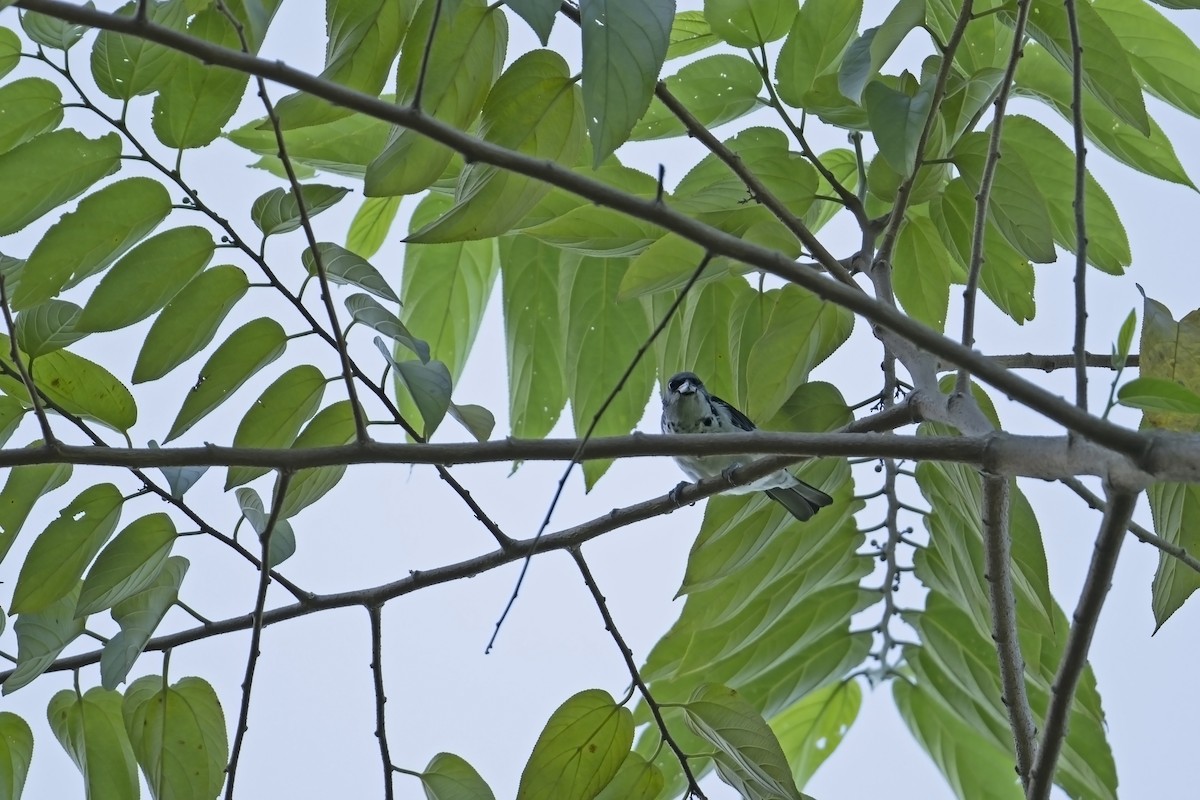 Azure-rumped Tanager - ML622506484