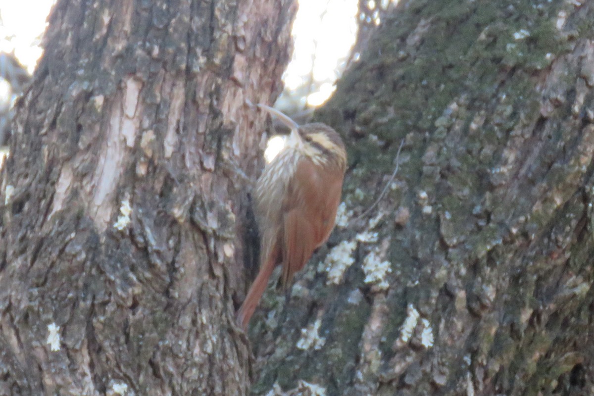 Narrow-billed Woodcreeper - ML622506504