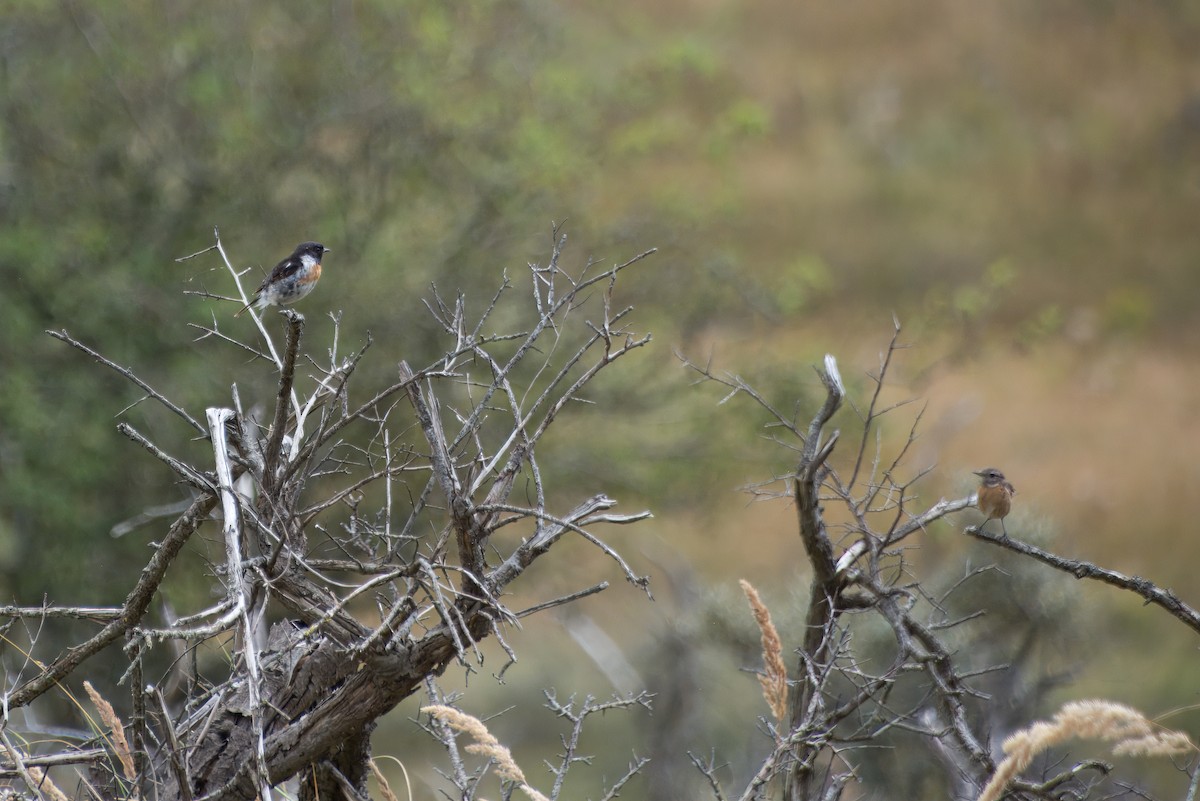 European Stonechat - ML622506515