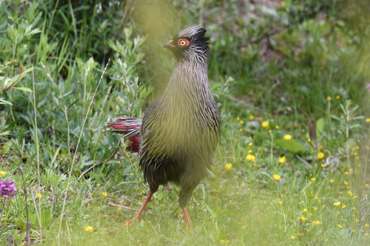 Blood Pheasant - ML622506528