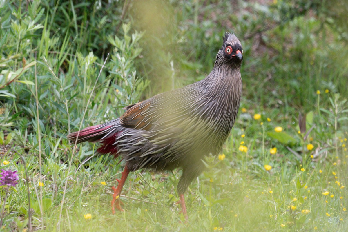 Blood Pheasant - ML622506529