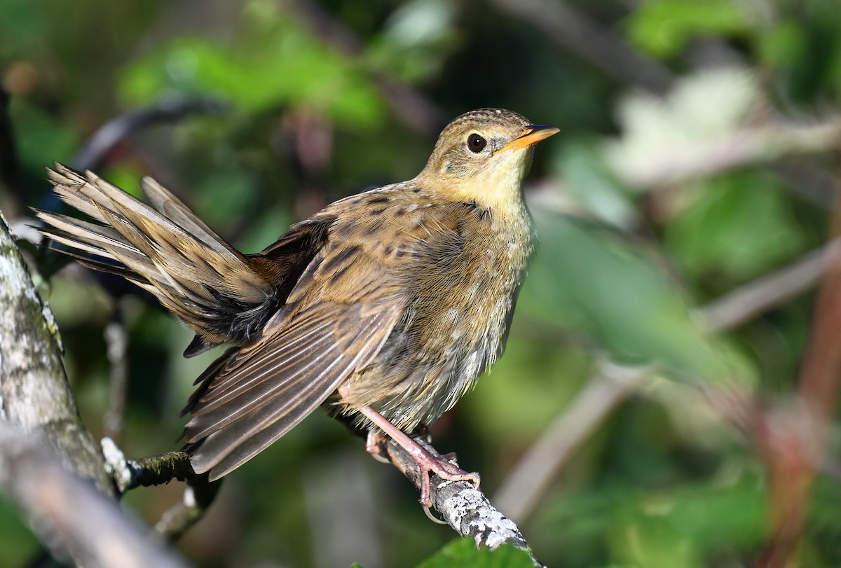 Common Grasshopper Warbler - Manuel Segura Herrero