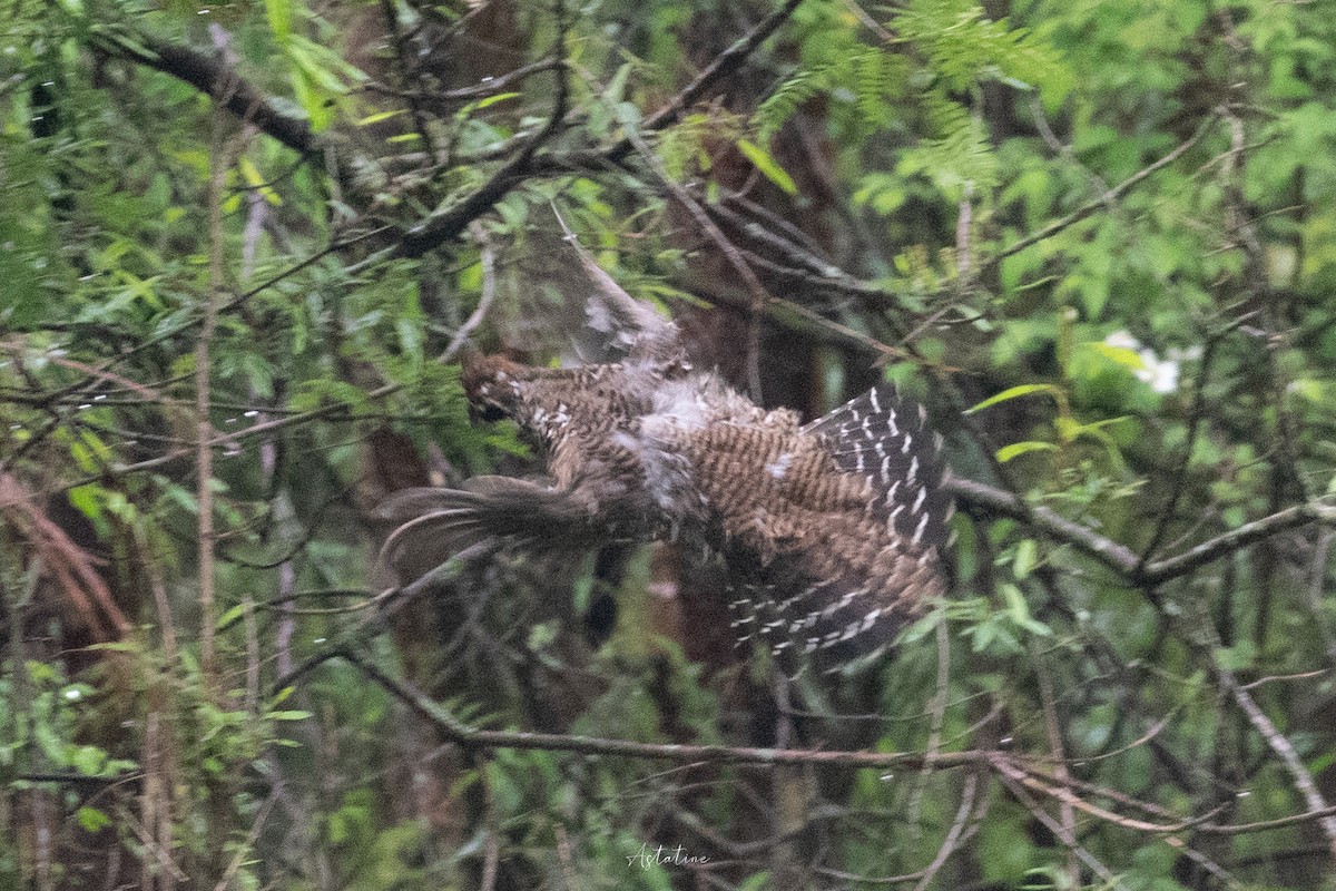 Chinese Grouse - ML622506546
