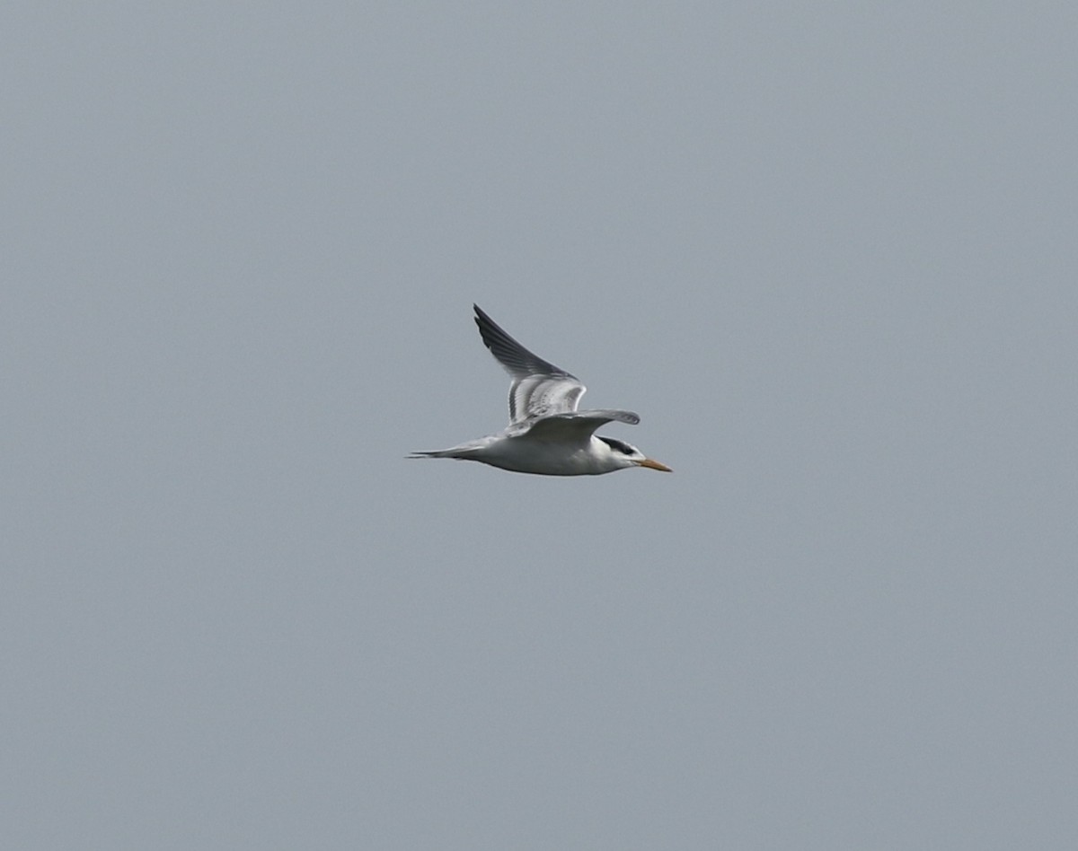 Least Tern - ML622506580