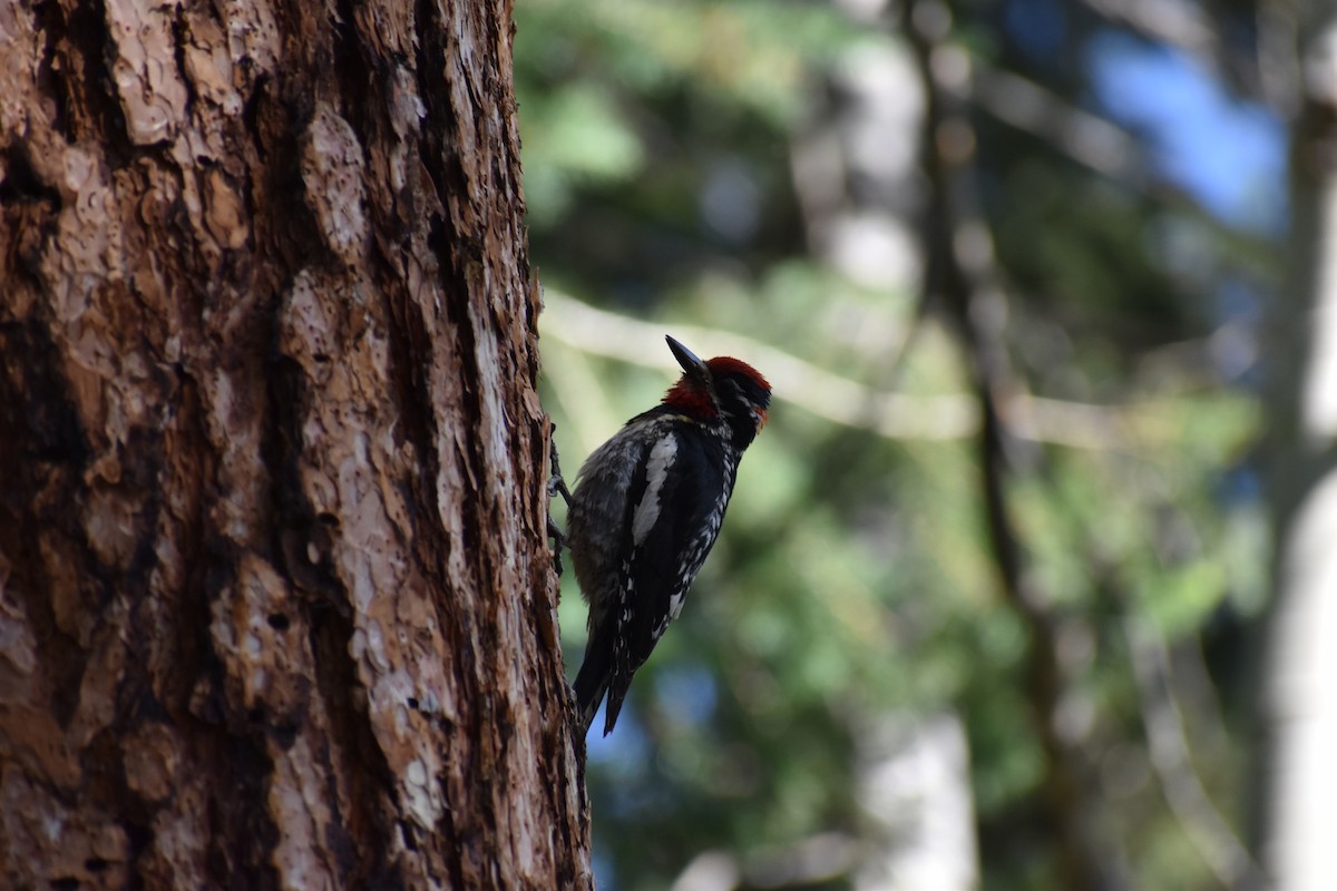 Red-naped Sapsucker - ML622506596