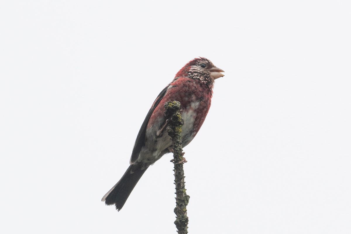 Three-banded Rosefinch - ML622506612