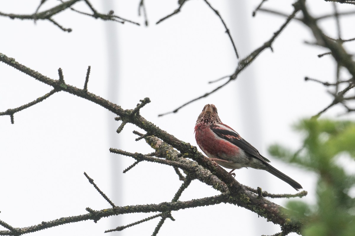 Three-banded Rosefinch - Y.C. He