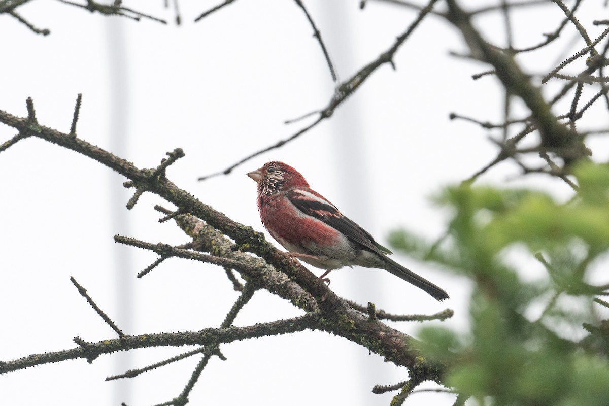 Three-banded Rosefinch - ML622506615
