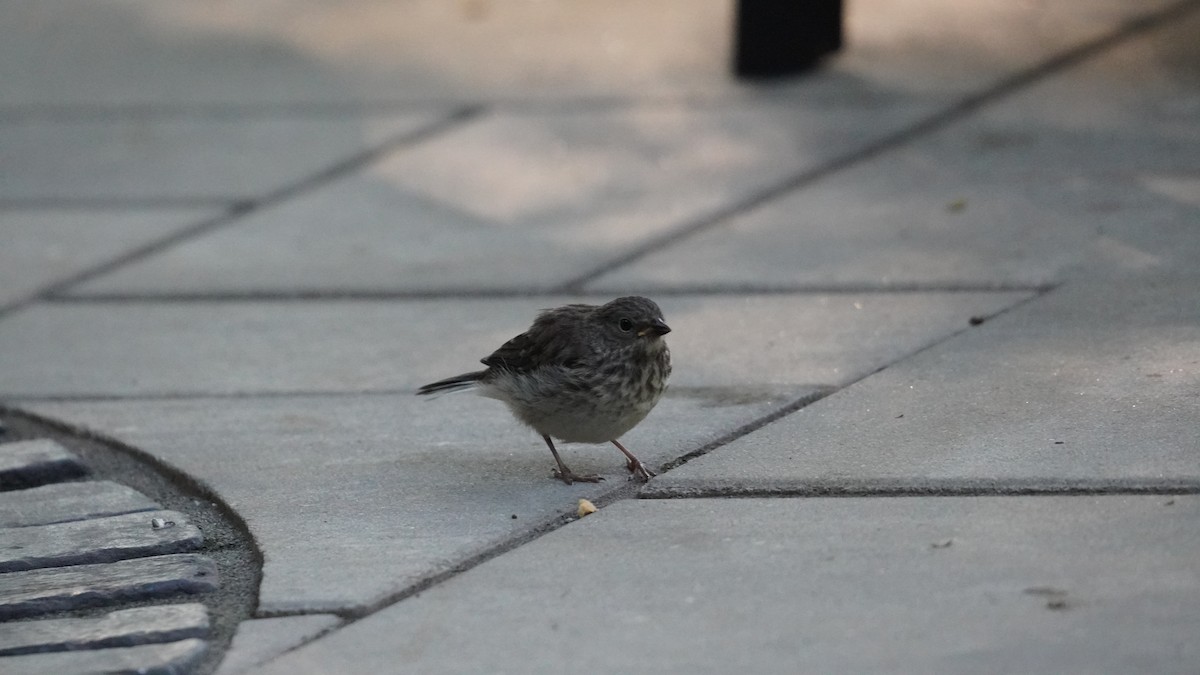 Dark-eyed Junco (Slate-colored) - ML622506731