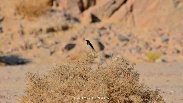 Hooded Wheatear - ML622506732