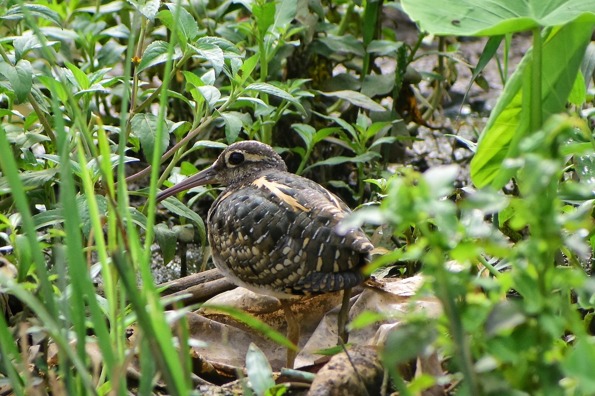 Greater Painted-Snipe - ML622506767