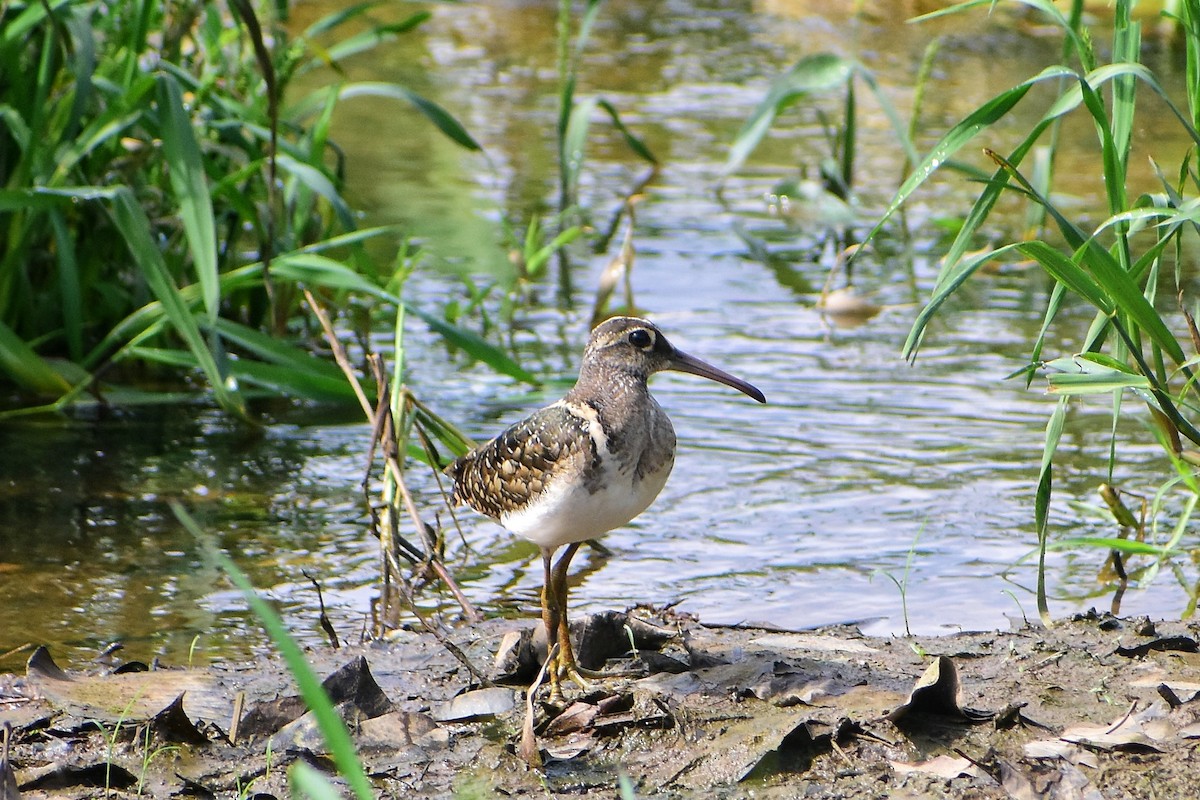 Greater Painted-Snipe - ML622506768