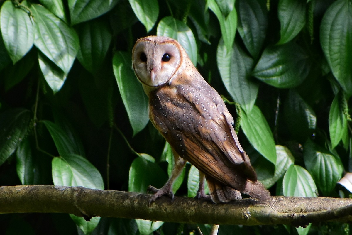 Eastern Barn Owl - ML622506781