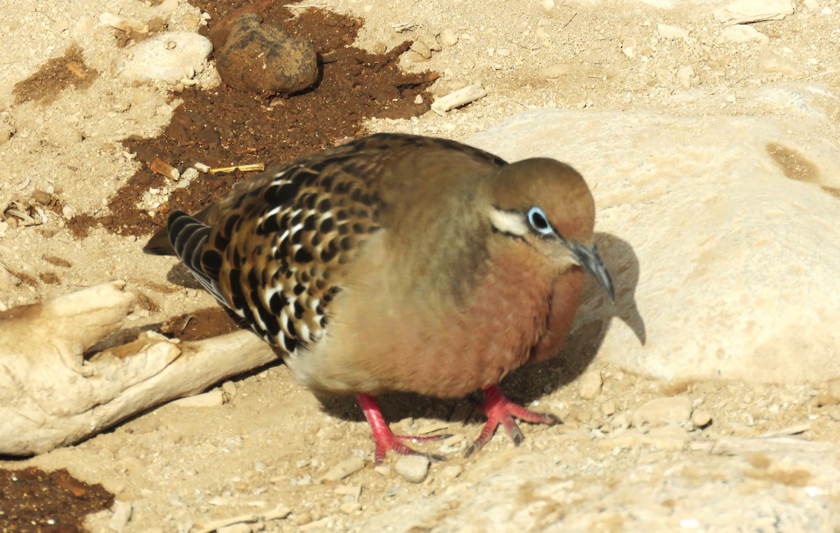 Galapagos Dove - ML622506851