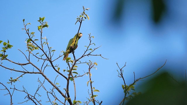 White-eyed Parakeet - ML622506869