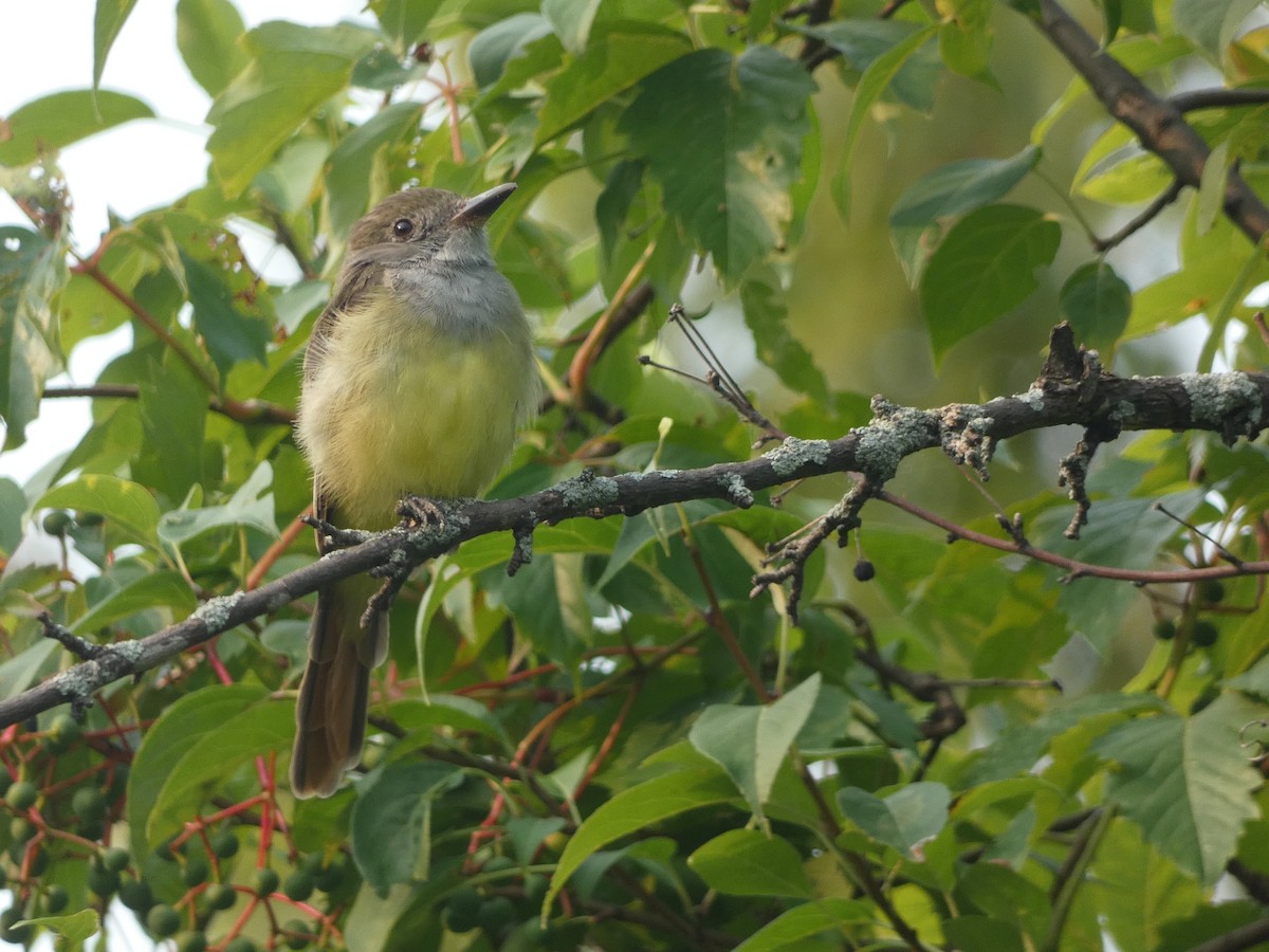 Great Crested Flycatcher - ML622506874