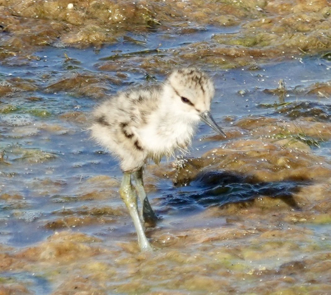 Avoceta Americana - ML622506951