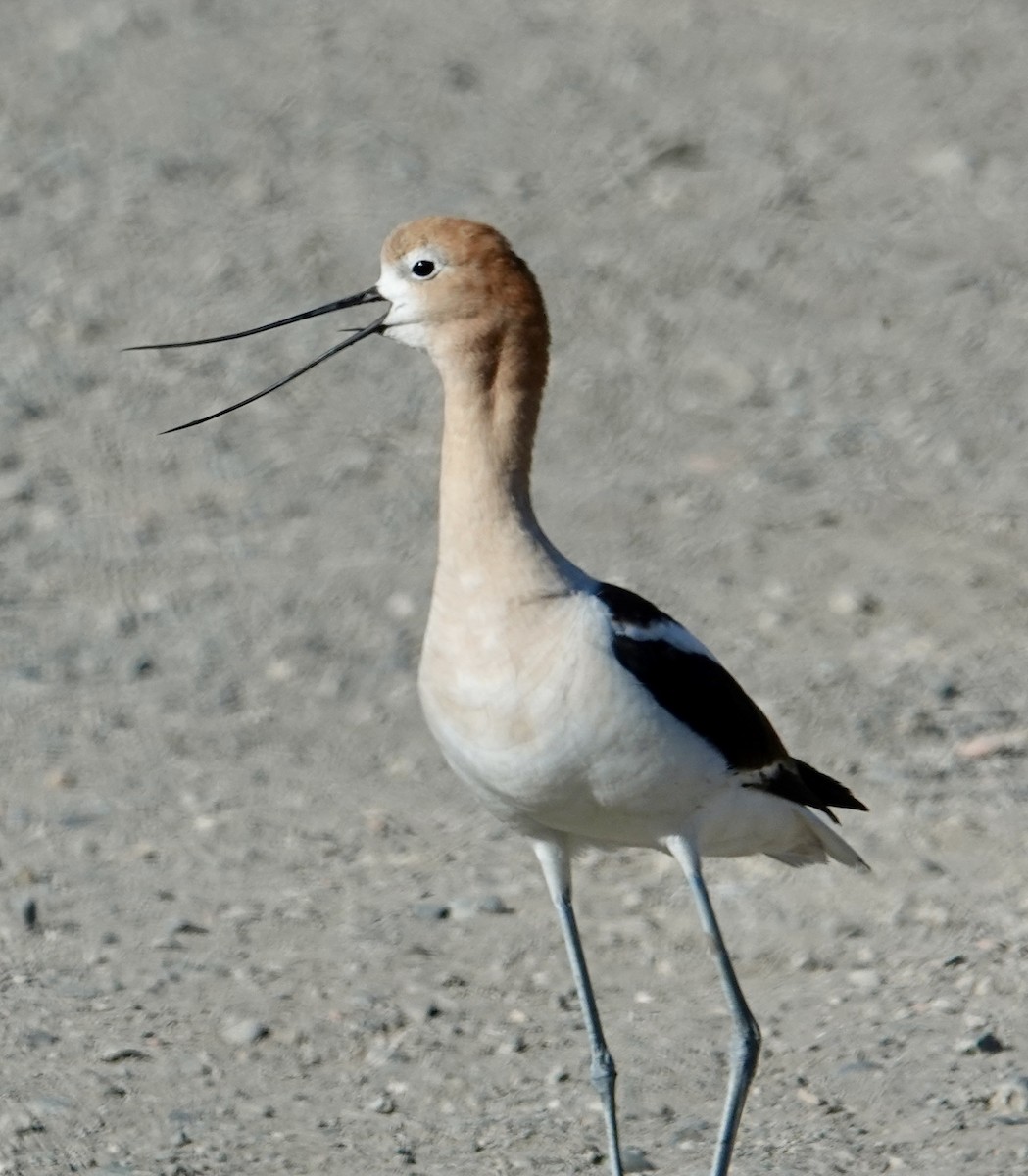 Avoceta Americana - ML622506953