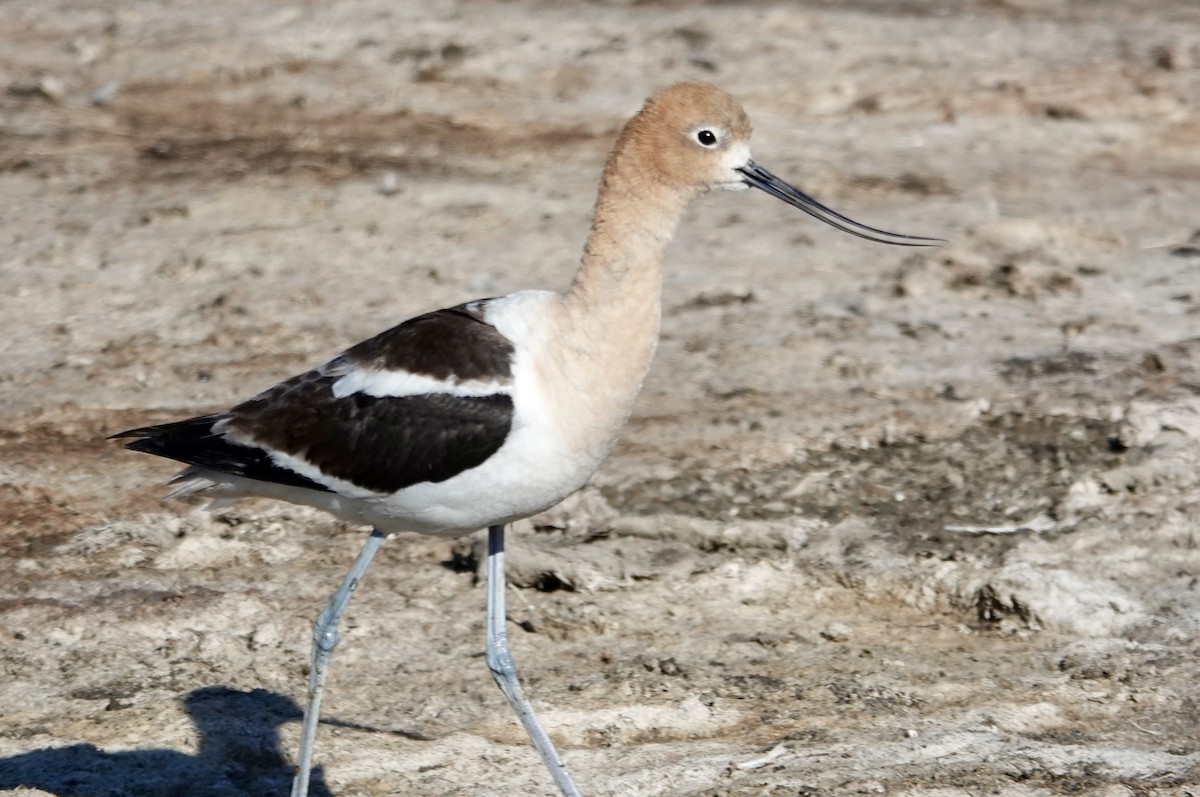 Avoceta Americana - ML622506954