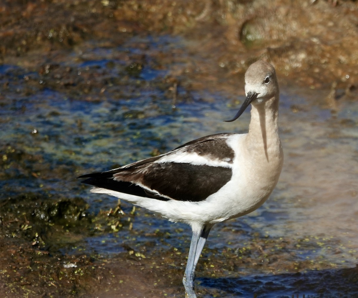 Avoceta Americana - ML622506957