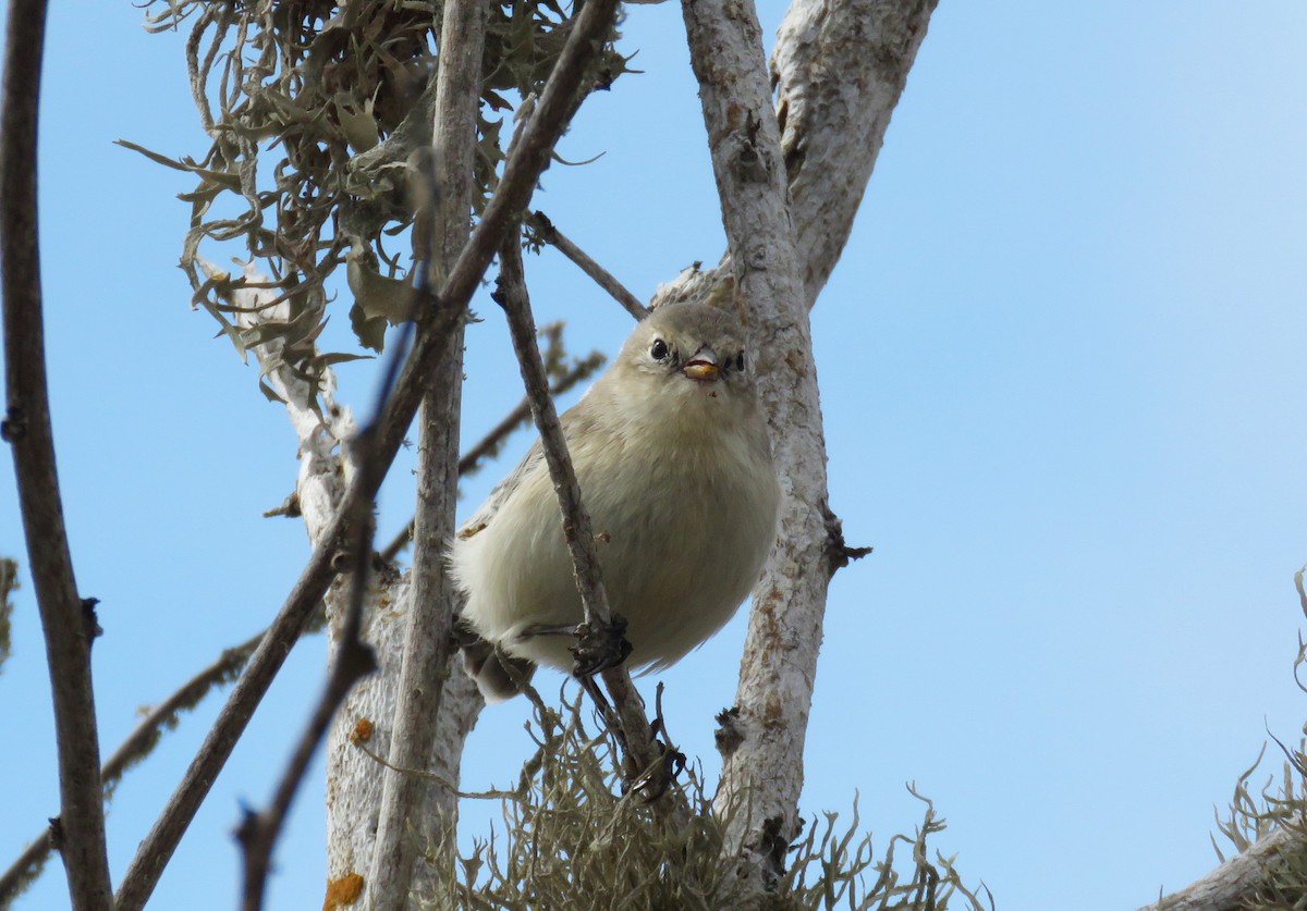 Gray Warbler-Finch - ML622506979