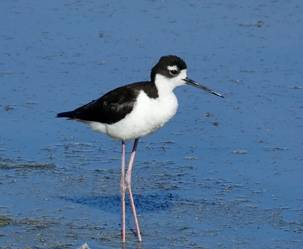 Black-necked Stilt - ML622507005