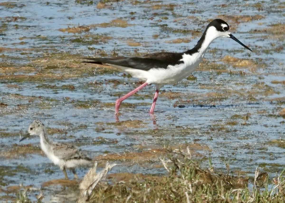 Black-necked Stilt - ML622507007