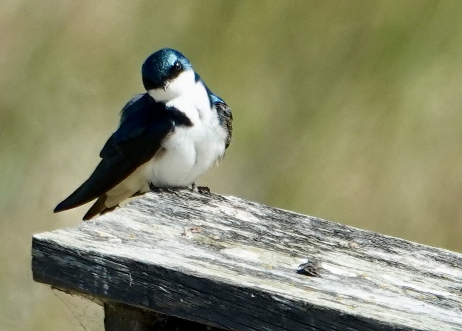 Golondrina Bicolor - ML622507043