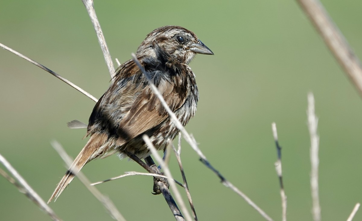 Song Sparrow - Jolene Cortright