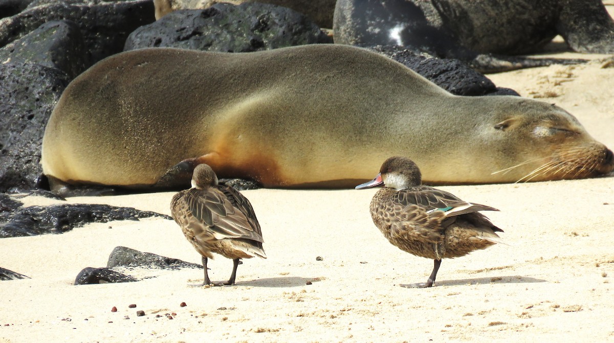 White-cheeked Pintail - ML622507101