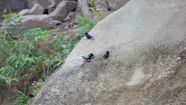 White-banded Swallow - ML622507162